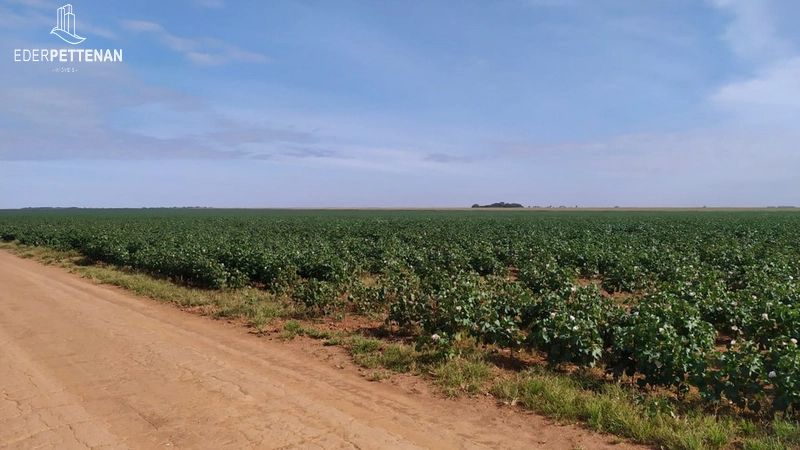 Fazenda de agricultura - 830 Hectares: 2ª foto da galeria de imagens do imóvel