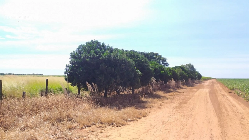 Fazenda de agricultura - 830 Hectares: 37ª foto da galeria de imagens do imóvel