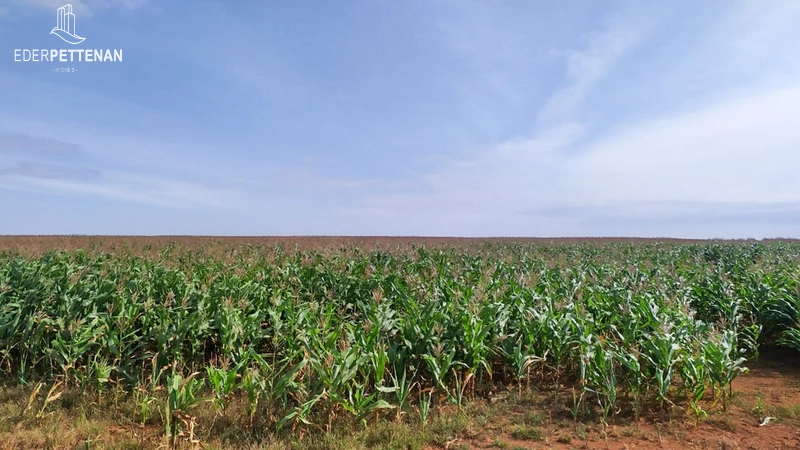 Fazenda de agricultura - 830 Hectares: 7ª foto da galeria de imagens do imóvel
