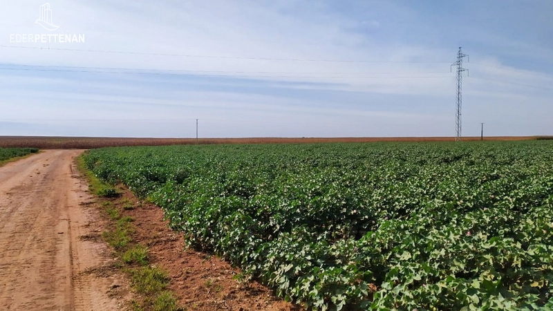 Fazenda de agricultura - 830 Hectares: 4ª foto da galeria de imagens do imóvel