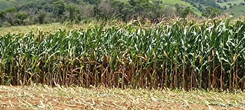 Fazenda à venda com 415h: 6ª foto da galeria de imagens do imóvel