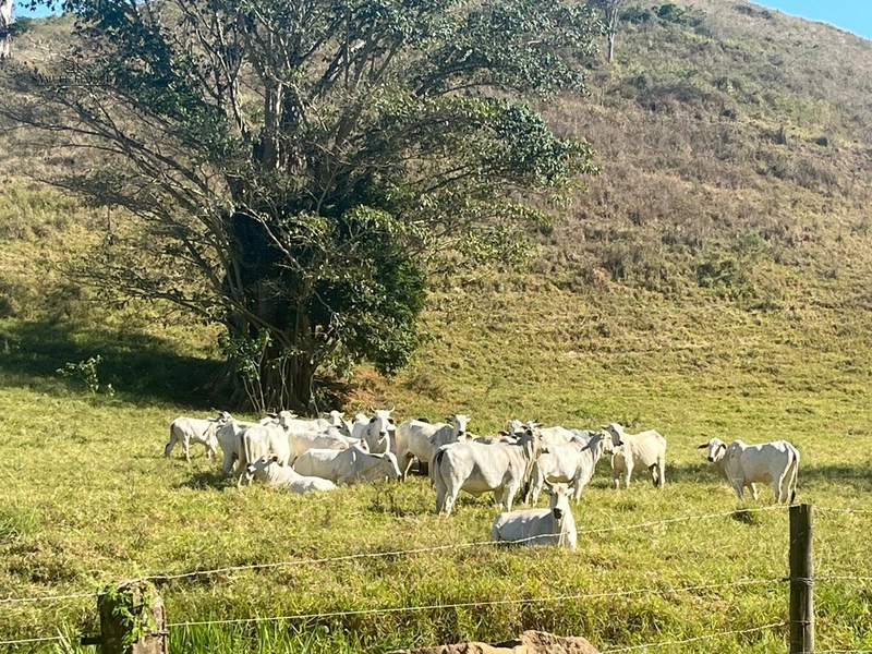 Fazenda à venda com 415h: 30ª foto da galeria de imagens do imóvel