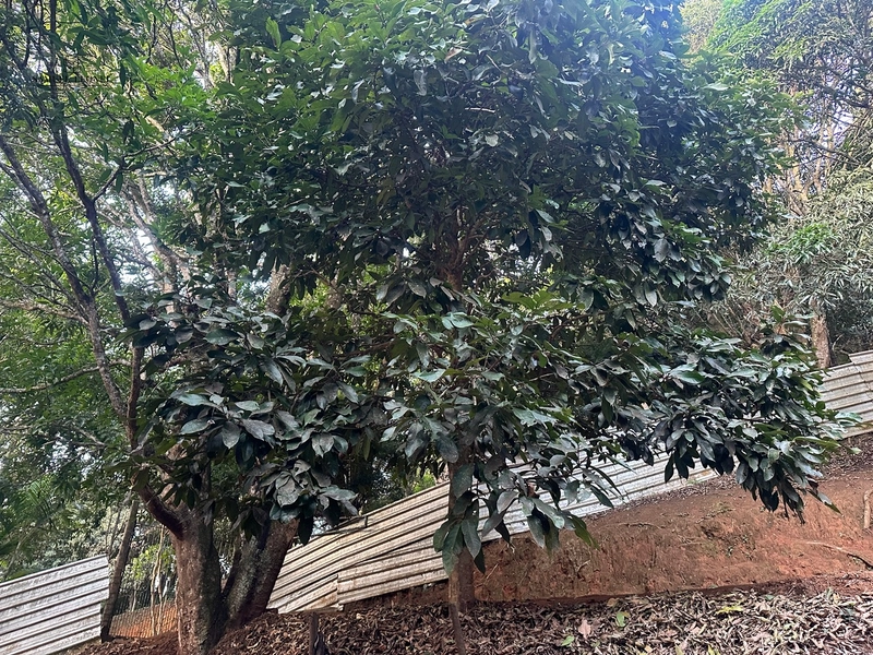 Chácara a venda em Juiz de Fora: 33ª foto da galeria de imagens do imóvel