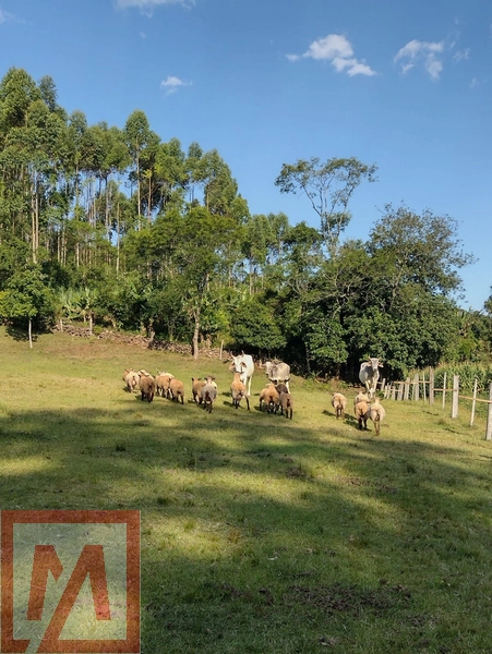 Belo sitio a venda possuído 6 hectares .: 26ª foto da galeria de imagens do imóvel