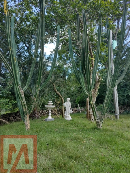 Belo sitio a venda possuído 6 hectares .: 2ª foto da galeria de imagens do imóvel