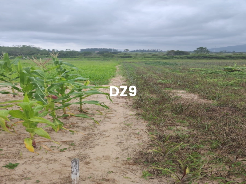 FASCINANTE SÍTIO COM NASCENTE, AÇUDE E PLANTAÇÕES EM TERRA DE AREIA: 1ª foto da galeria de imagens do imóvel