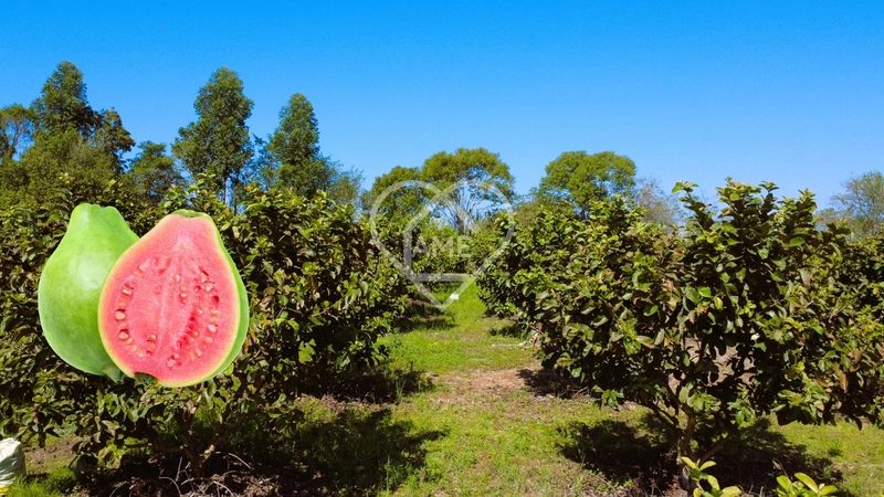 Sítio com 18.779 m² e Pomar em Foz: 3ª foto da galeria de imagens do imóvel