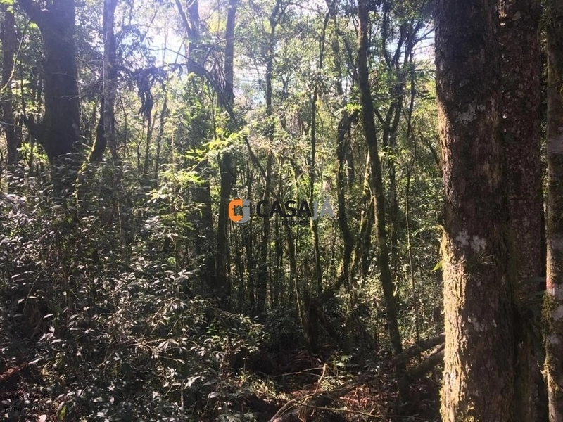 Terreno de 43.000m² em Contenda – Construa Sua Chácara dos Sonhos!: 9ª foto da galeria de imagens do imóvel