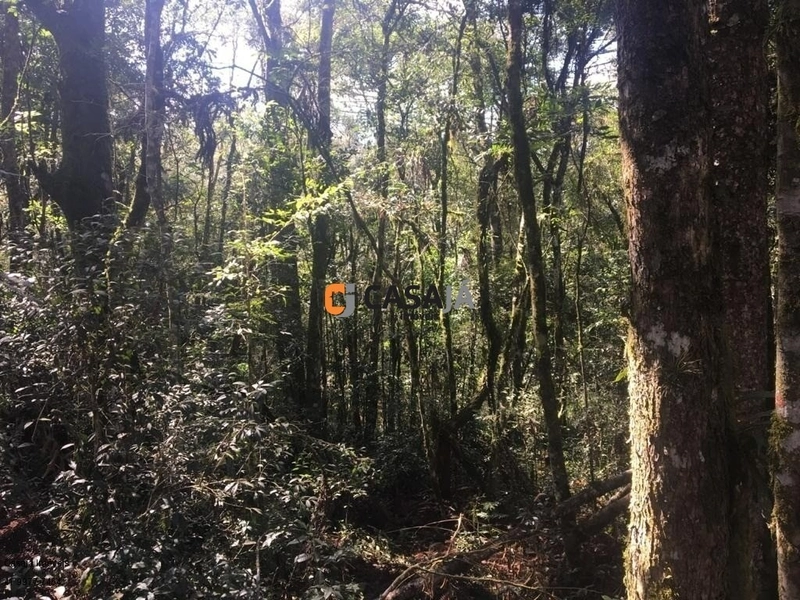 Terreno de 43.000m² em Contenda – Construa Sua Chácara dos Sonhos!: 8ª foto da galeria de imagens do imóvel