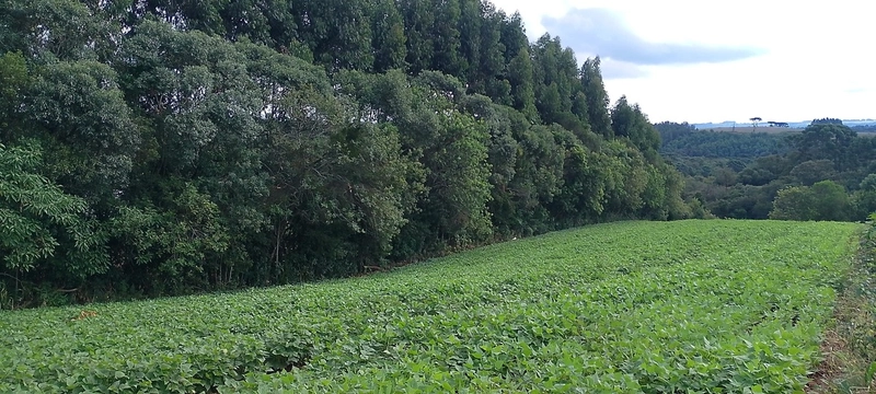 Sua Oportunidade na PR-510: Terreno Rural Estratégico em Balsa Nova!: 1ª foto da galeria de imagens do imóvel