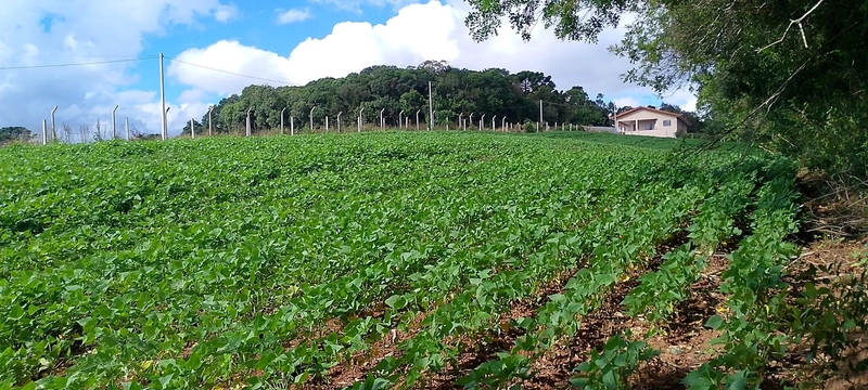 Sua Oportunidade na PR-510: Terreno Rural Estratégico em Balsa Nova!: 6ª foto da galeria de imagens do imóvel