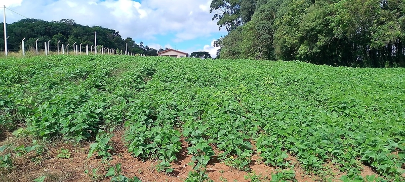 Sua Oportunidade na PR-510: Terreno Rural Estratégico em Balsa Nova!: 5ª foto da galeria de imagens do imóvel