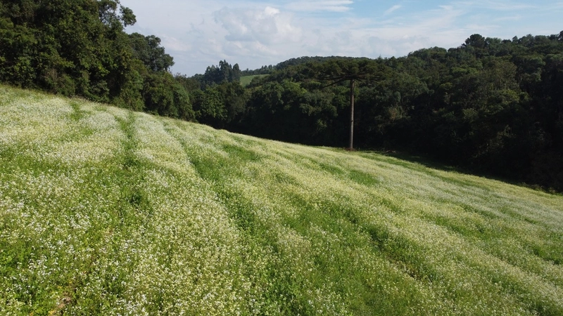 TERRENO PARA FORMAÇÃO DE CHÁCARA PRÓXIMO AO CENTRO DE CAMPO LARGO: 8ª foto da galeria de imagens do imóvel