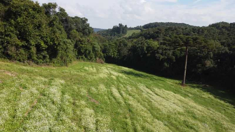 TERRENO PARA FORMAÇÃO DE CHÁCARA PRÓXIMO AO CENTRO DE CAMPO LARGO: 6ª foto da galeria de imagens do imóvel