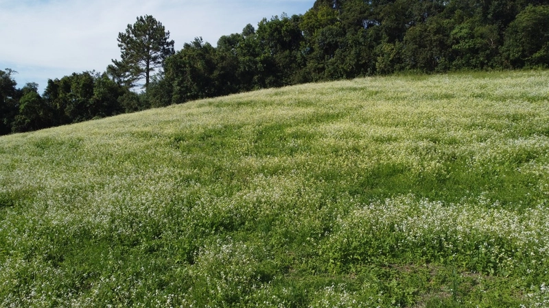 TERRENO PARA FORMAÇÃO DE CHÁCARA PRÓXIMO AO CENTRO DE CAMPO LARGO: 20ª foto da galeria de imagens do imóvel