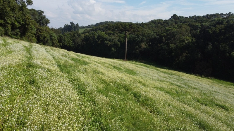 TERRENO PARA FORMAÇÃO DE CHÁCARA PRÓXIMO AO CENTRO DE CAMPO LARGO: 13ª foto da galeria de imagens do imóvel