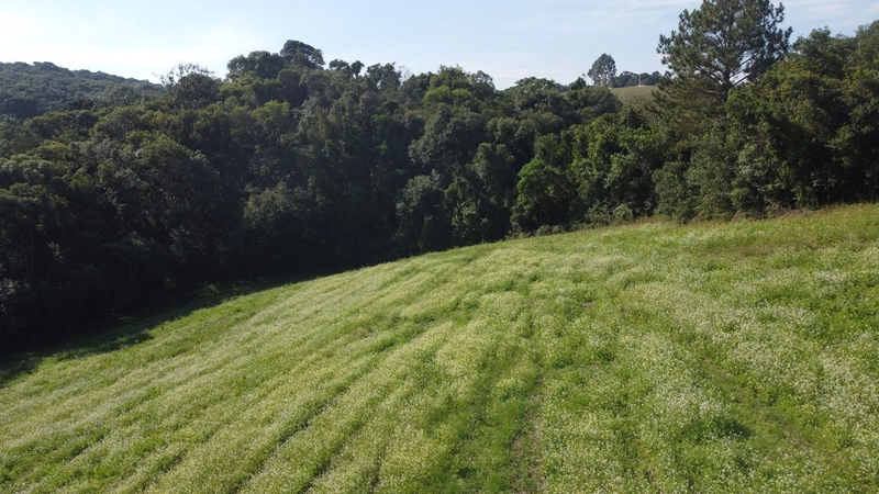 TERRENO PARA FORMAÇÃO DE CHÁCARA PRÓXIMO AO CENTRO DE CAMPO LARGO: 5ª foto da galeria de imagens do imóvel