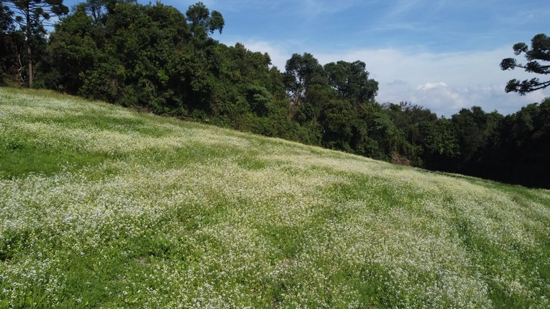 TERRENO PARA FORMAÇÃO DE CHÁCARA PRÓXIMO AO CENTRO DE CAMPO LARGO: 19ª foto da galeria de imagens do imóvel