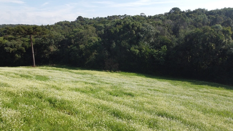 TERRENO PARA FORMAÇÃO DE CHÁCARA PRÓXIMO AO CENTRO DE CAMPO LARGO: 4ª foto da galeria de imagens do imóvel