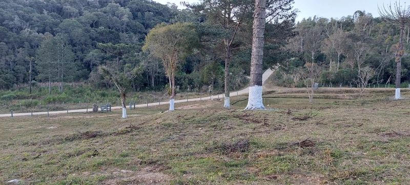 Fazenda Encantadora de 20 Alqueires: Natureza, Conforto e Produção!: 2ª foto da galeria de imagens do imóvel