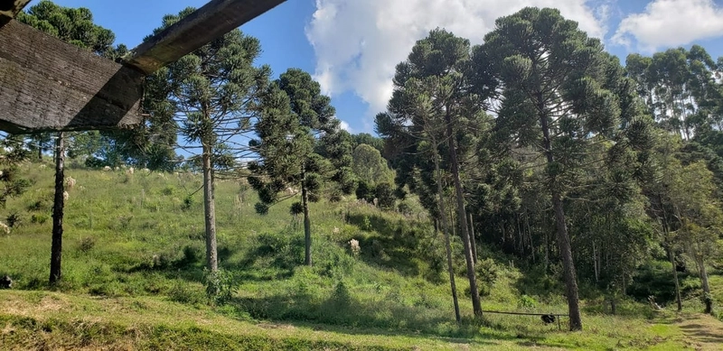 Fazenda Encantadora de 20 Alqueires: Natureza, Conforto e Produção!: 15ª foto da galeria de imagens do imóvel