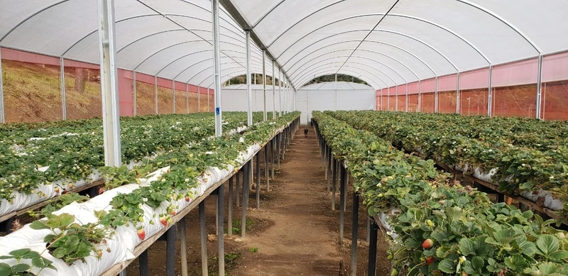Fazenda Encantadora de 20 Alqueires: Natureza, Conforto e Produção!: 14ª foto da galeria de imagens do imóvel
