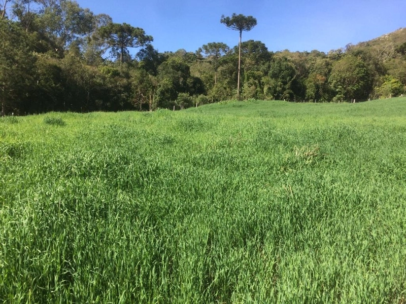 Fazenda Encantadora de 20 Alqueires: Natureza, Conforto e Produção!: 16ª foto da galeria de imagens do imóvel