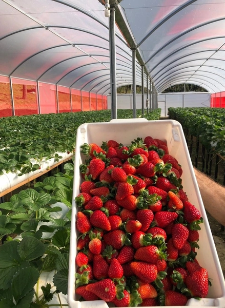 Fazenda Encantadora de 20 Alqueires: Natureza, Conforto e Produção!: 10ª foto da galeria de imagens do imóvel