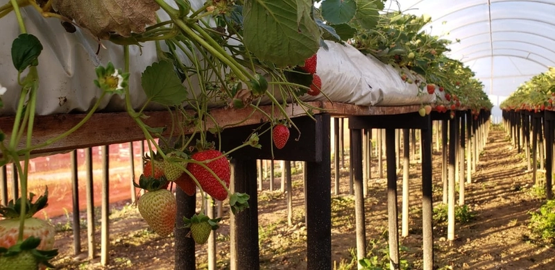 Fazenda Encantadora de 20 Alqueires: Natureza, Conforto e Produção!: 6ª foto da galeria de imagens do imóvel