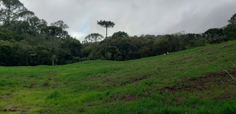 Fazenda Encantadora de 20 Alqueires: Natureza, Conforto e Produção!: 18ª foto da galeria de imagens do imóvel