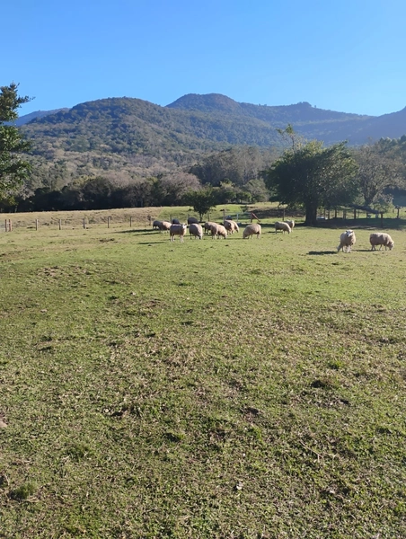 Chácara em Maquiné com porteira fechada.: 3ª foto da galeria de imagens do imóvel