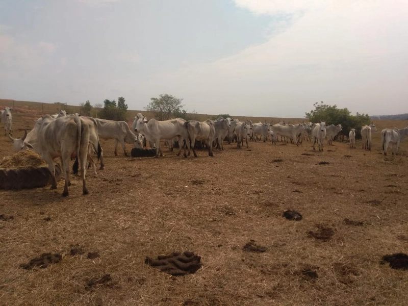 : 9ª foto da galeria de imagens do imóvel