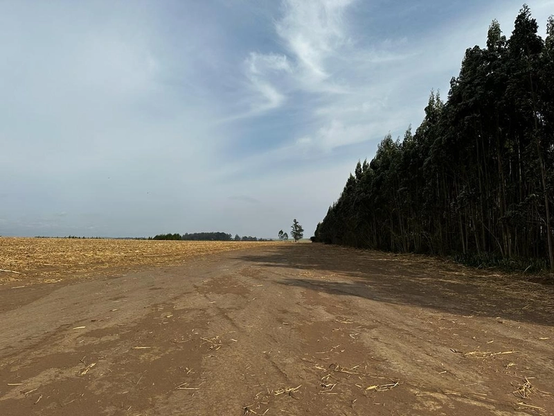 FAZENDA À VENDA EM BROTAS COM 70 ALQUEIRES CANA E EUCALIPTO: 3ª foto da galeria de imagens do imóvel