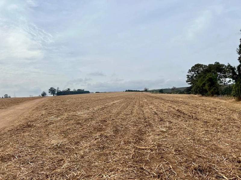 FAZENDA À VENDA EM BROTAS COM 70 ALQUEIRES CANA E EUCALIPTO: 4ª foto da galeria de imagens do imóvel