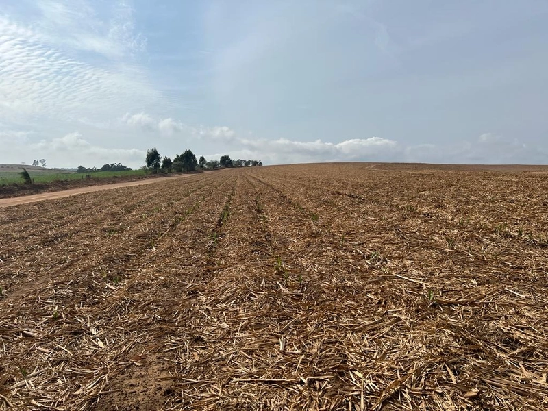 FAZENDA À VENDA EM BROTAS COM 70 ALQUEIRES CANA E EUCALIPTO: 2ª foto da galeria de imagens do imóvel
