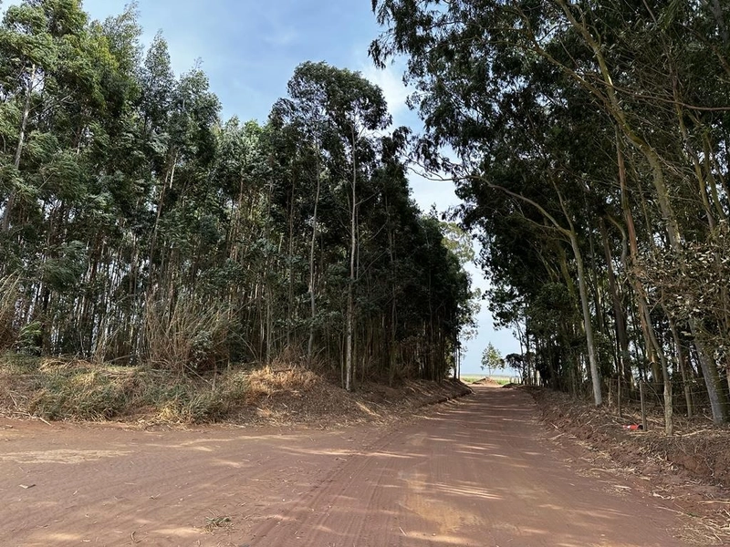 FAZENDA À VENDA EM BROTAS COM 70 ALQUEIRES CANA E EUCALIPTO: 1ª foto da galeria de imagens do imóvel