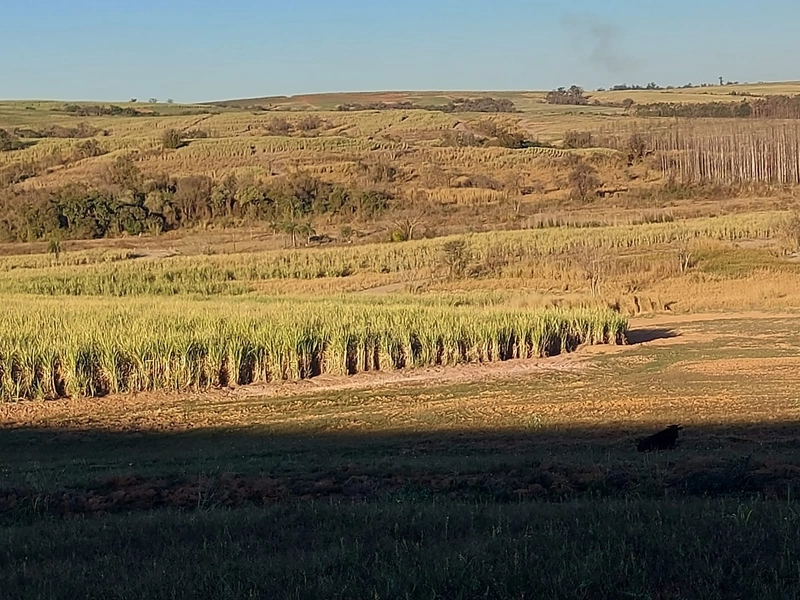 FAZENDA À VENDA EM CHARQUEADA COM 38 ALQUEIRES: 1ª foto da galeria de imagens do imóvel