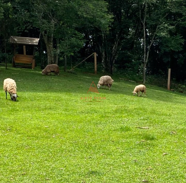 Chácara com açude em Chapecó: 6ª foto da galeria de imagens do imóvel