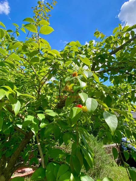 Casa em Condomínio Fechado em Chapecó: 18ª foto da galeria de imagens do imóvel
