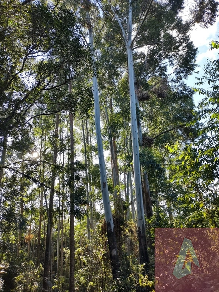 Área de 15,0 hectares de terras na zona rural de Sapiranga RS: 4ª foto da galeria de imagens do imóvel