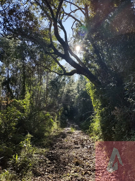 Área de 15,0 hectares de terras na zona rural de Sapiranga RS: 5ª foto da galeria de imagens do imóvel