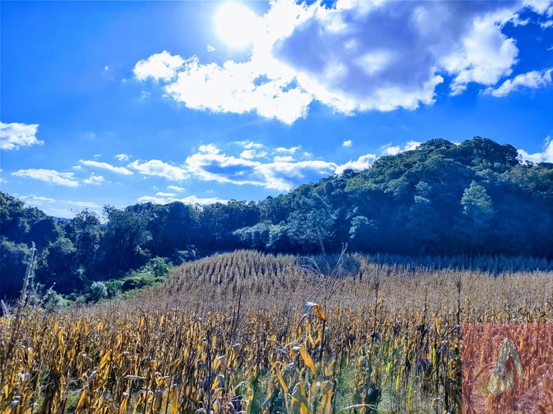 Área de 15,0 hectares de terras na zona rural de Sapiranga RS: 15ª foto da galeria de imagens do imóvel