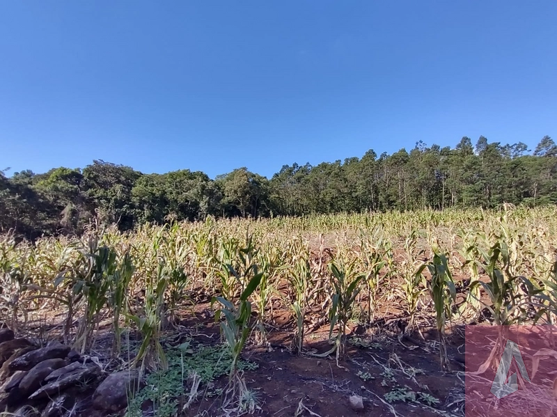 Área de 15,0 hectares de terras na zona rural de Sapiranga RS: 3ª foto da galeria de imagens do imóvel