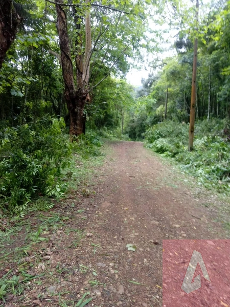 Chácara no interior de Riozinho: 2ª foto da galeria de imagens do imóvel