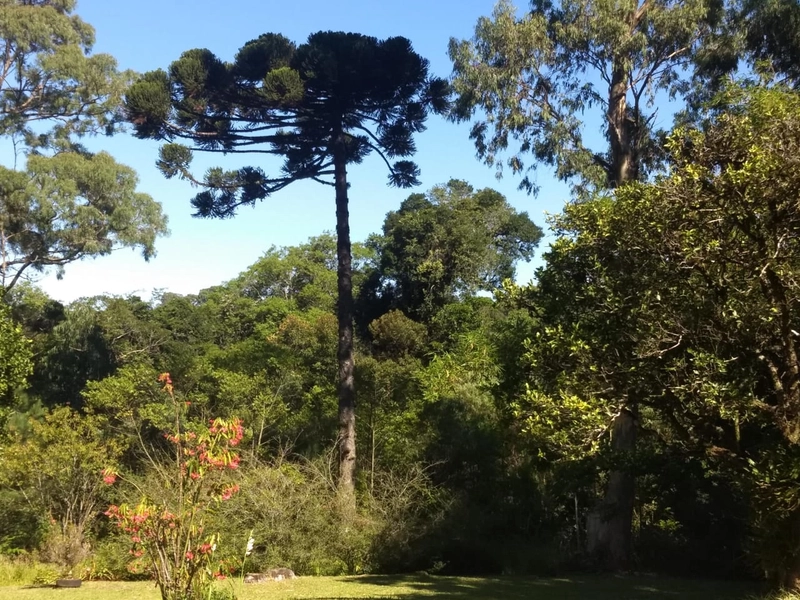 Chácara na Bela Hu em Sapiranga: 8ª foto da galeria de imagens do imóvel