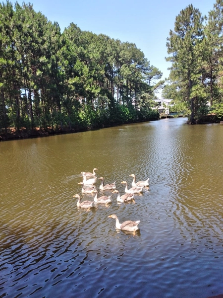 Casa em Condomínio Fechado com 4 dormitórios: 28ª foto da galeria de imagens do imóvel