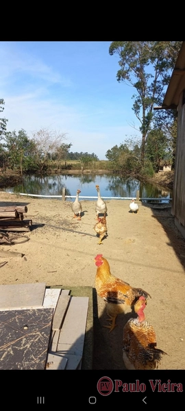 TERRA DE AREIA - EXCELENTE CHÁCARA: 1ª foto da galeria de imagens do imóvel