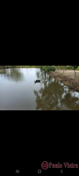 TERRA DE AREIA - EXCELENTE CHÁCARA: 20ª foto da galeria de imagens do imóvel