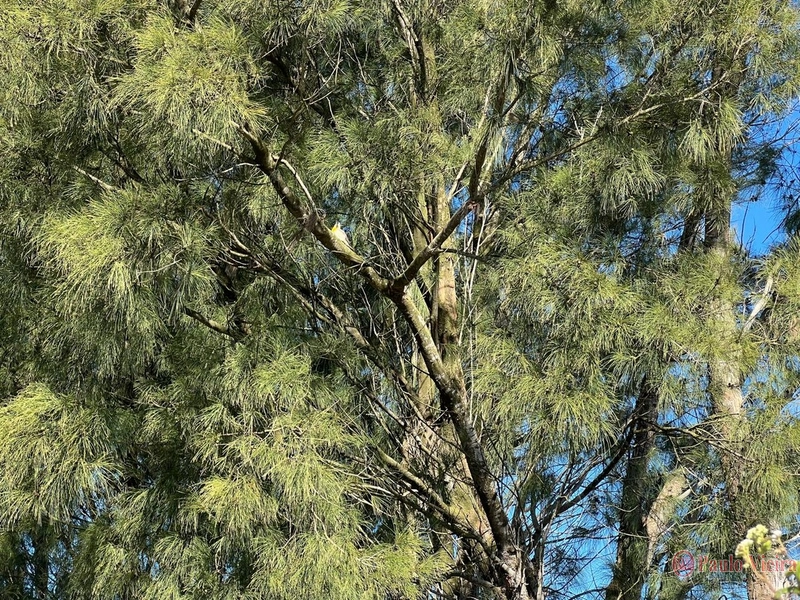 XANGRI-LÁ - CASA TÉRREA AO LADO DE ÁREA VERDE: 26ª foto da galeria de imagens do imóvel