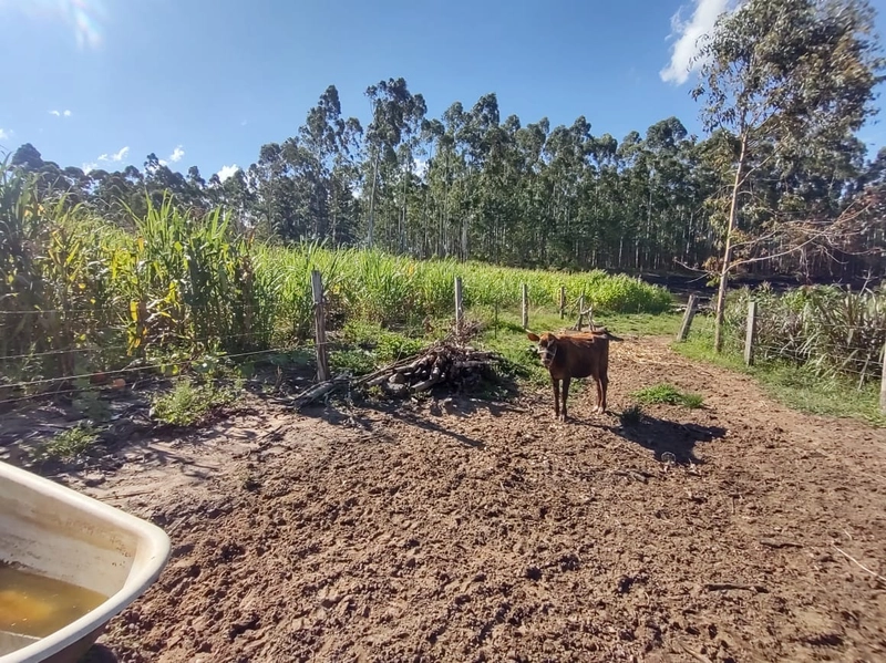 Rolante- 18 Hectares Campinas: 7ª foto da galeria de imagens do imóvel